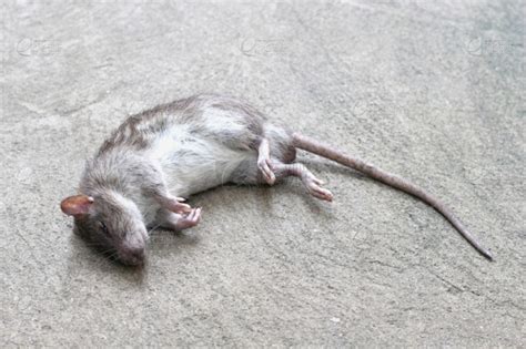 老鼠死亡前兆